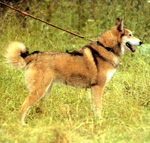 Лайка